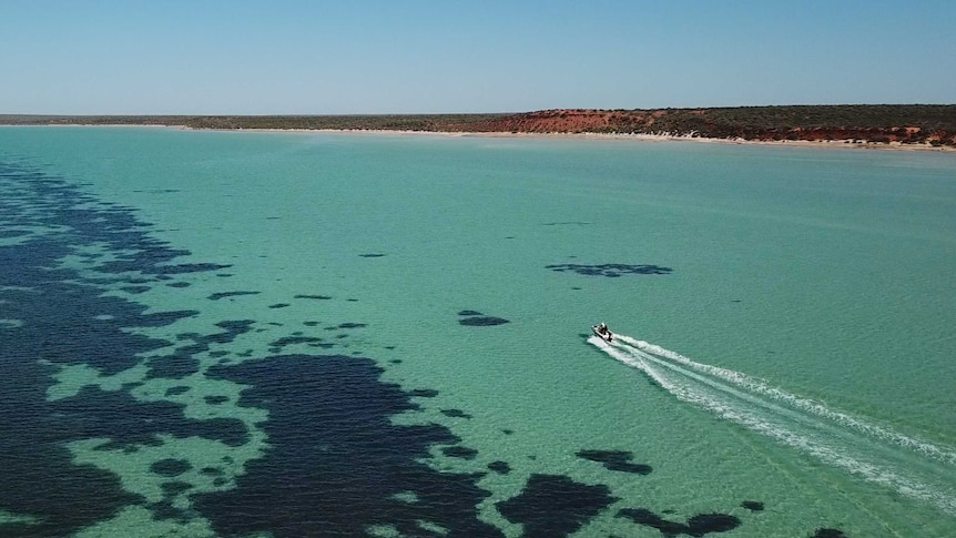 A recreational boat cuts a wake across an expanse of calm, shallow water between darker seagrass fields and the shore.