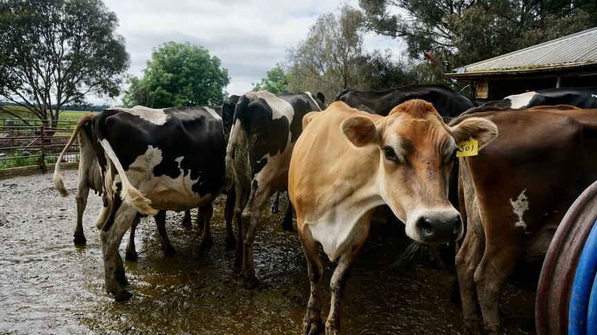 Dairy cows in a flood-affected yard