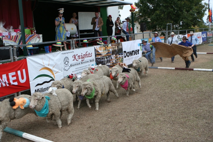 Millmerran sheep races