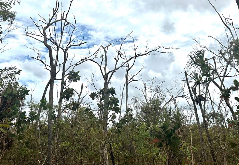 dead trees and green undergrowth. 