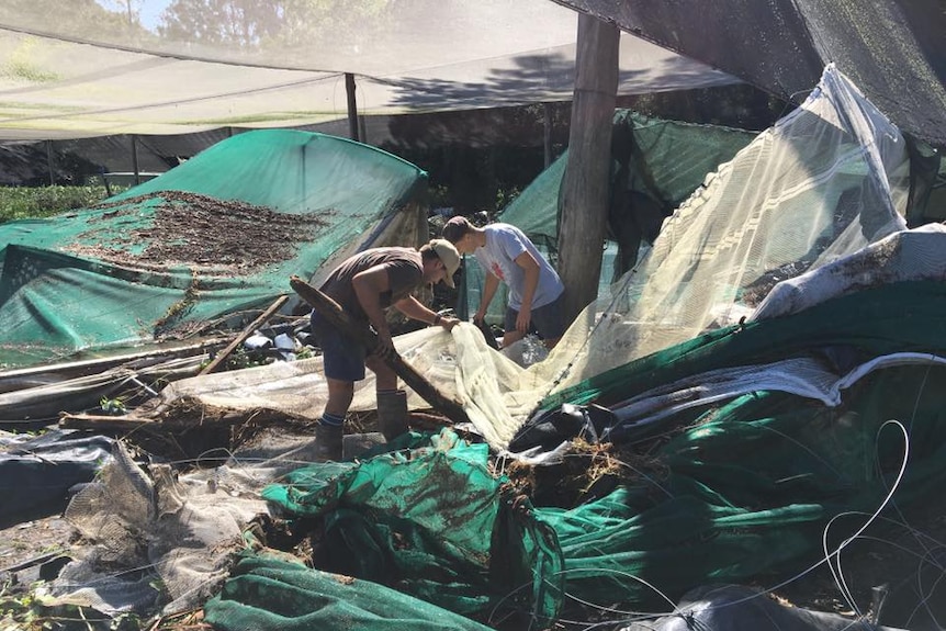 Paul Lovett and Greg Englehardt working to repair flood damage at a citrus farm on the Coffs Coast.