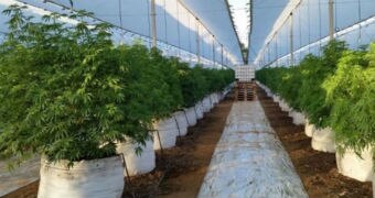 A marijuana crop in Chile