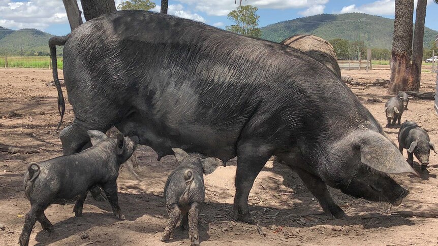 A large black pig stands with two piglets feeding