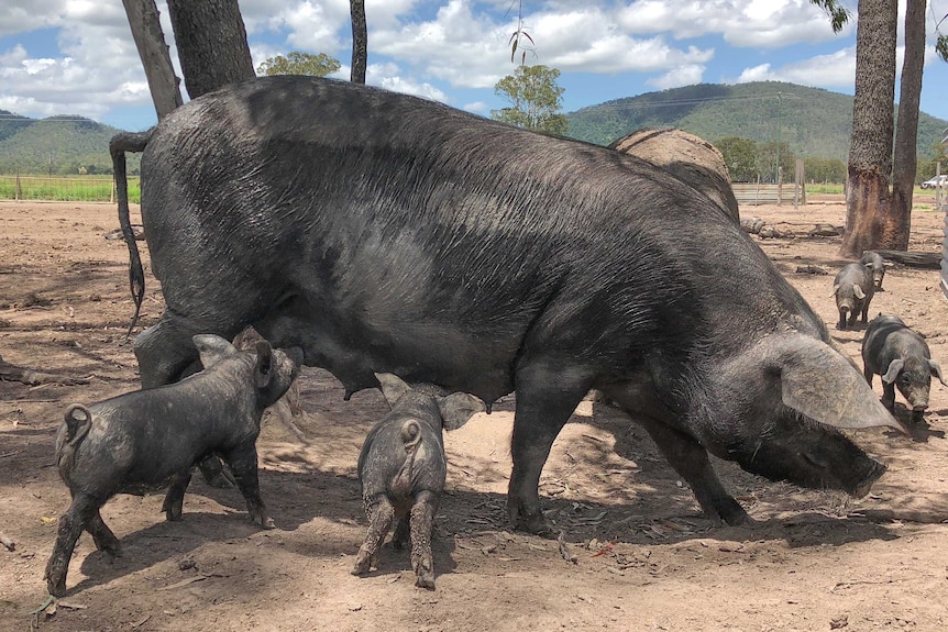 A large black pig stands with two piglets feeding