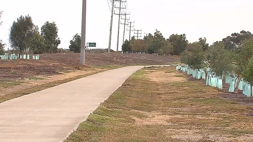 An empty bike path bordered by shrubs and powerlines.