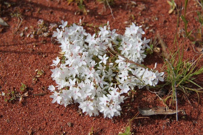 A snow-in-summer flower grows on red outback dirt after rain in Thargomindah, western Queensland