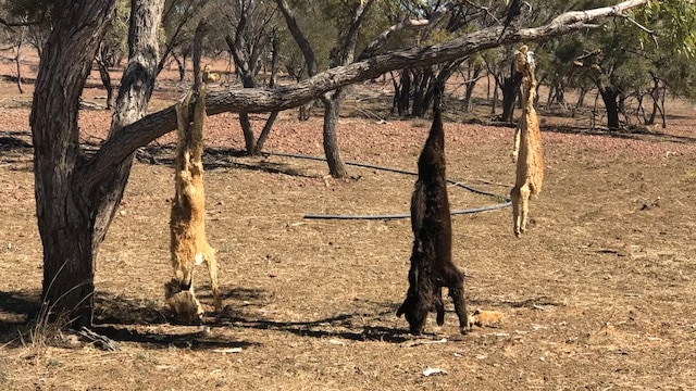Culled wild dogs hanging from a tree.