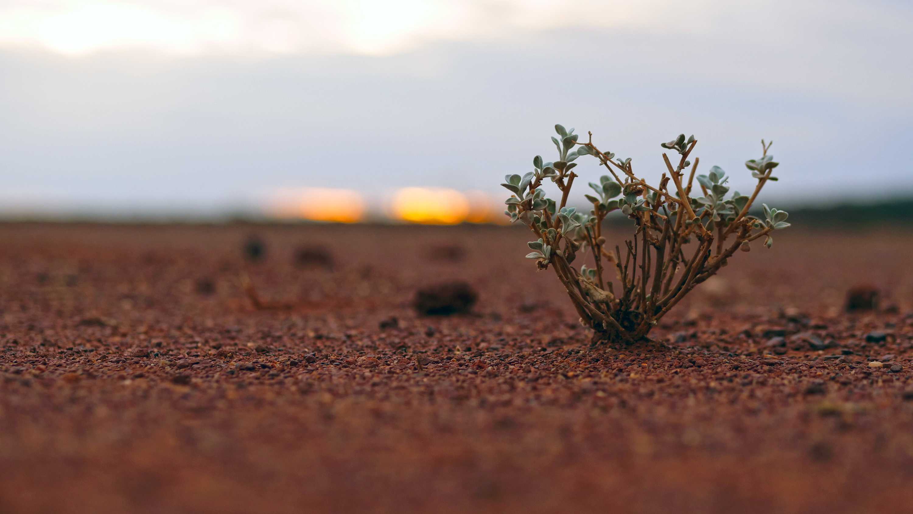 A bush on a red dry plain