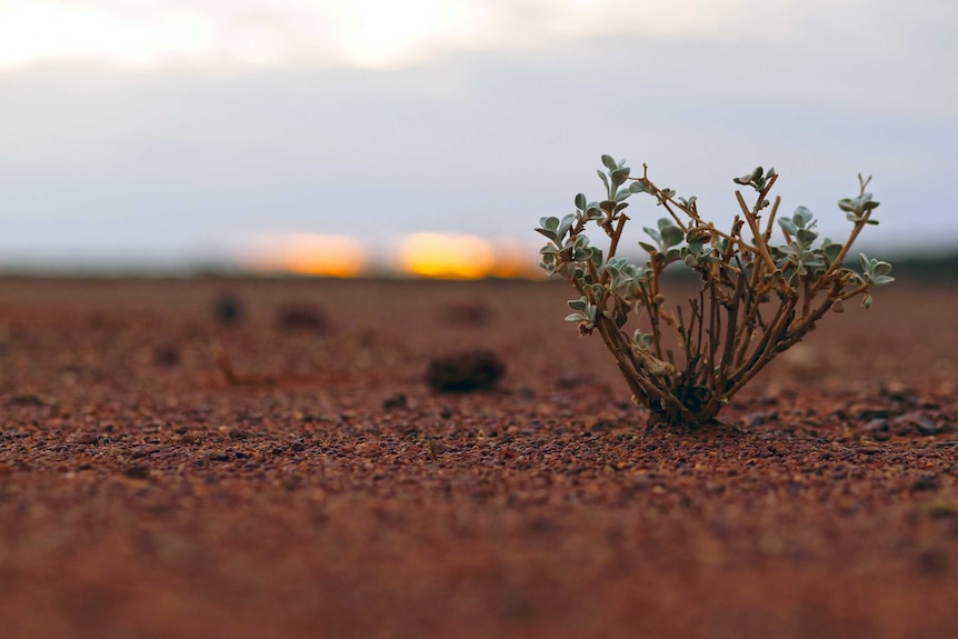 A bush on a red dry plain.