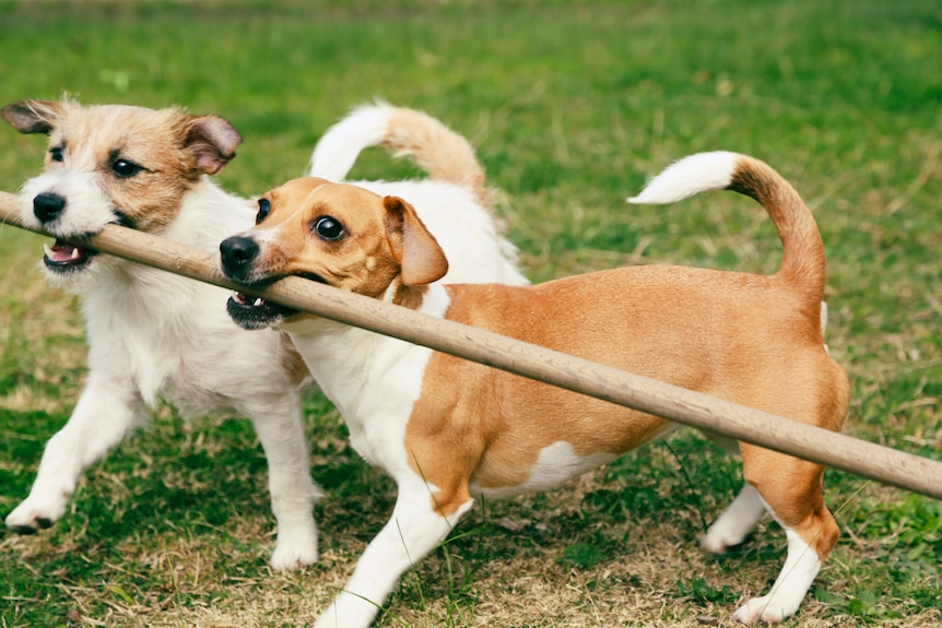 A jack russell terrier and a sausage dog walk with a stick shared between their mouths.