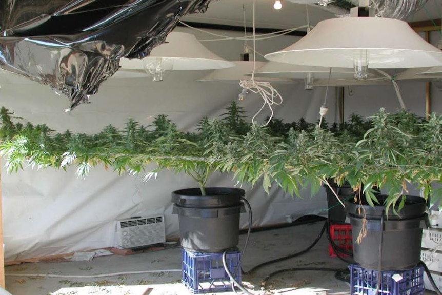 Rows of green leafy plants can be seen below large lamps in a makeshift building.