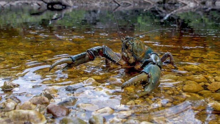 Giant freshwater crayfish Frankland River January 2017