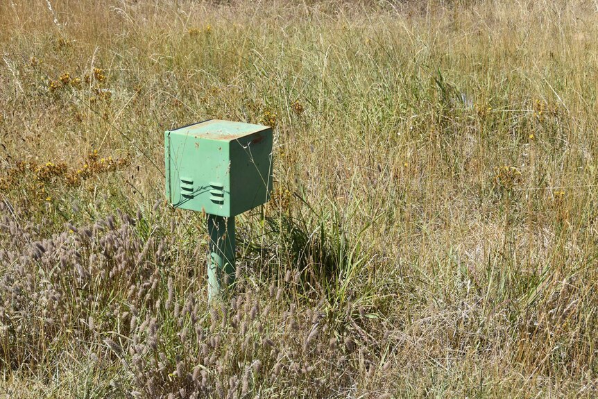 A green metal box on a pole sits in long grass on a Canberra median strip.