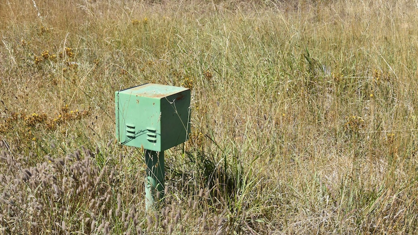 A green metal box on a pole sits in long grass on a Canberra median strip.
