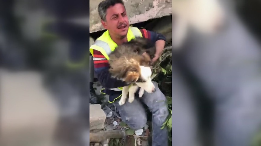 Husky pulled from earthquake ruins in Turkey