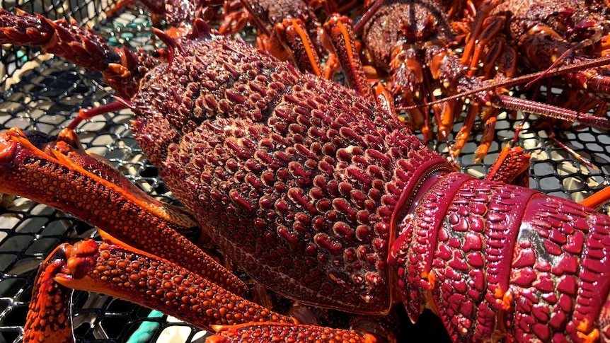 Multiple live lobsters caught in a cage.