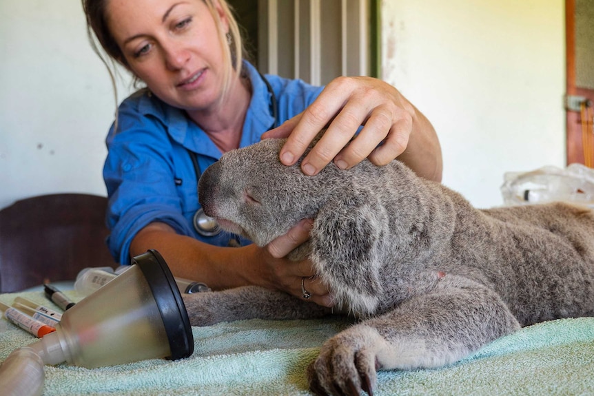 A koala under anaesthetics.