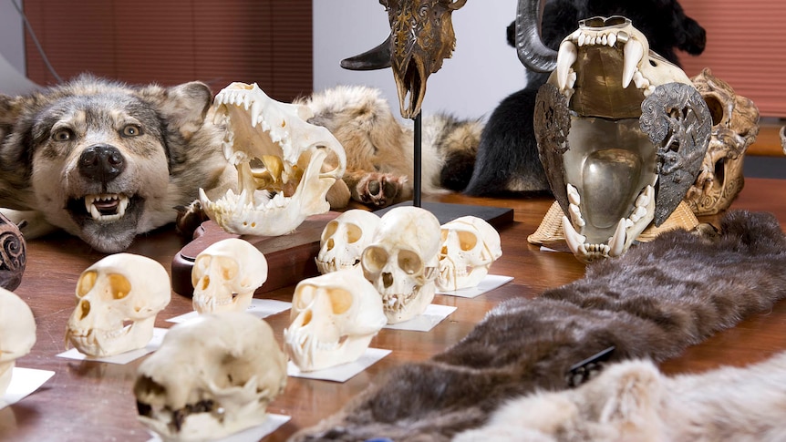 Rare animal skulls seized in Sydney
