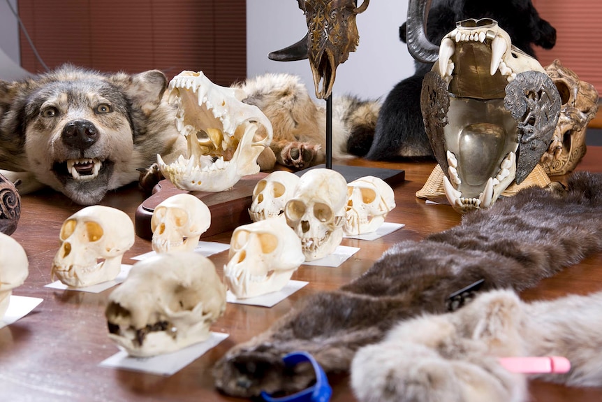 Rare animal skulls seized in Sydney