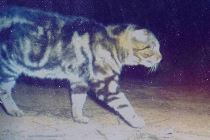 A feral cat prowls through bushland.
