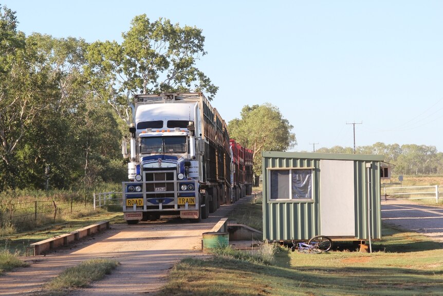 A truck on the weigh bridge at Katherine sale yards.