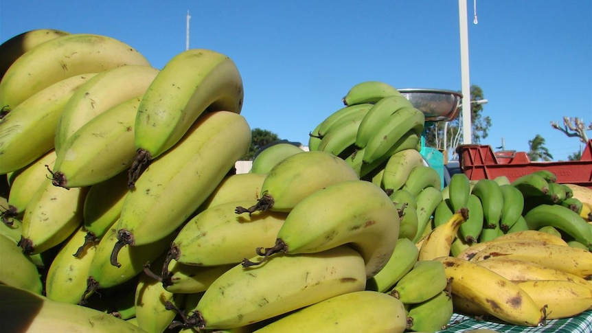 Bananas on display