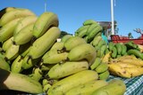 Bananas on display
