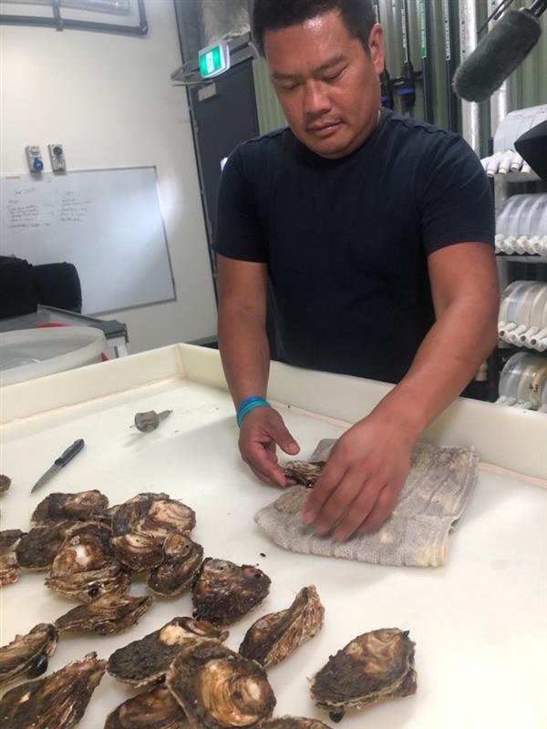 A man inspects oysters.