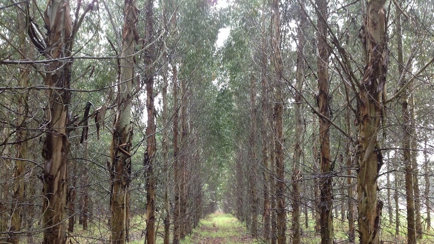 A plantation formerly owned by Gunns, many of which are now owned and managed by Forico.