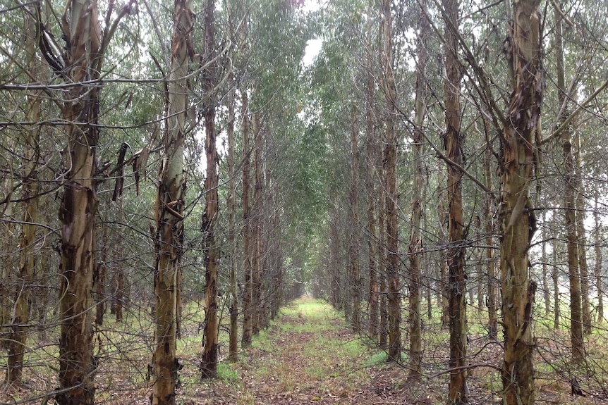 A plantation formerly owned by Gunns, many of which are now owned and managed by Forico.