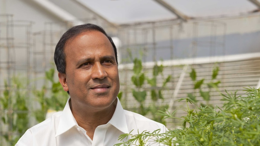 Professor Kadambot Siddique, Institute of Agriculture, UWA, sitting in a greenhouse