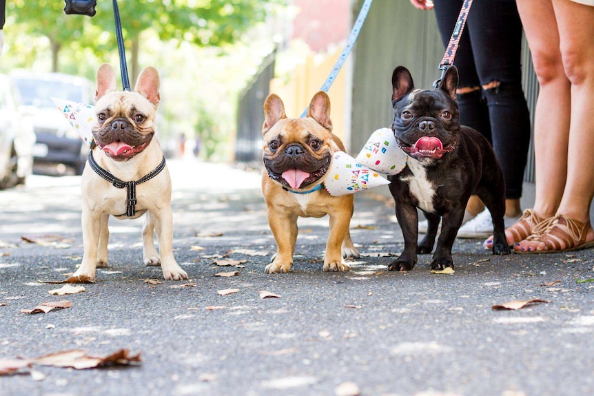 Why French bulldogs and dachshunds are on trend - ABC News