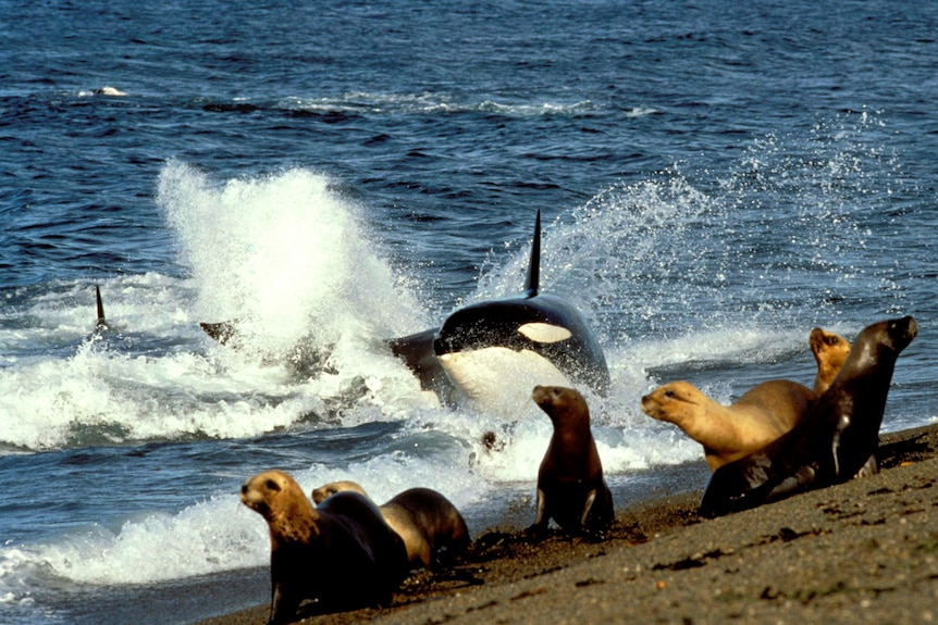 Killer whales sneaking up onto a beach to nab sea lion pups