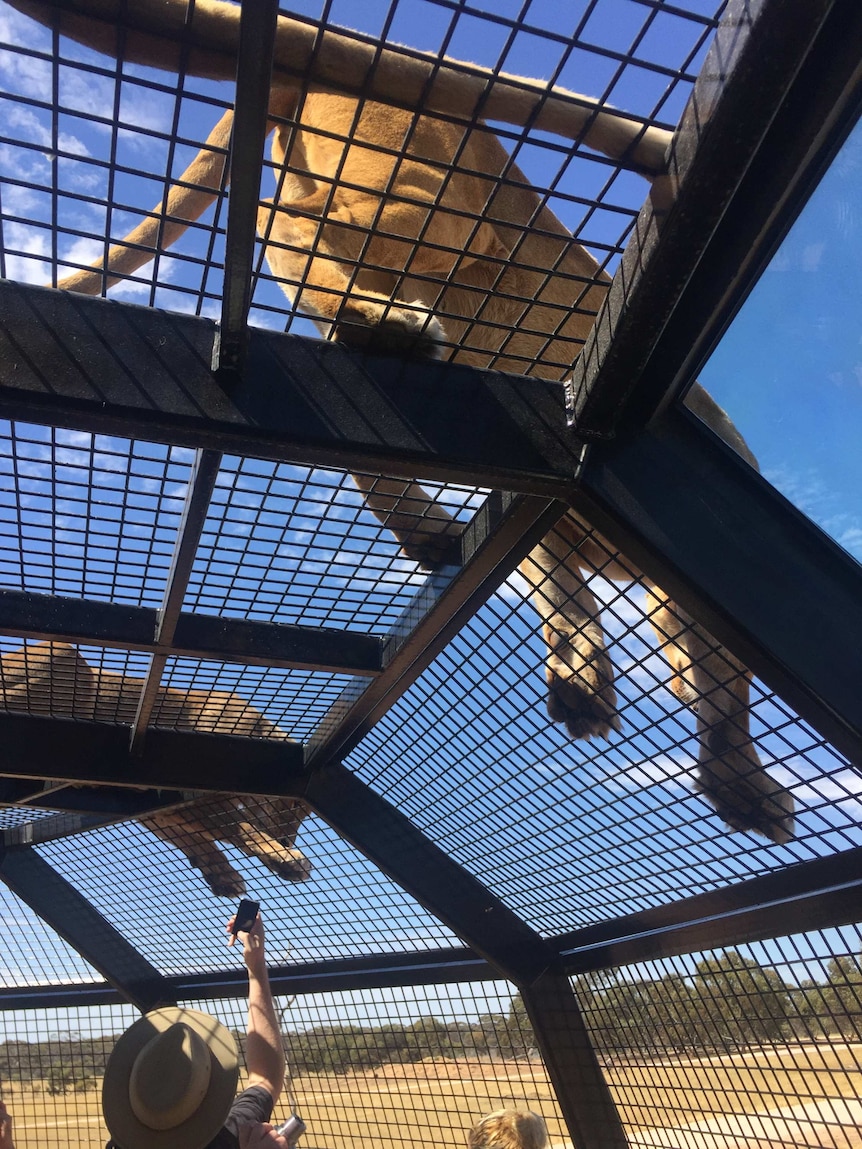 Inside the Lions 360 cage at Monarto Zoo.