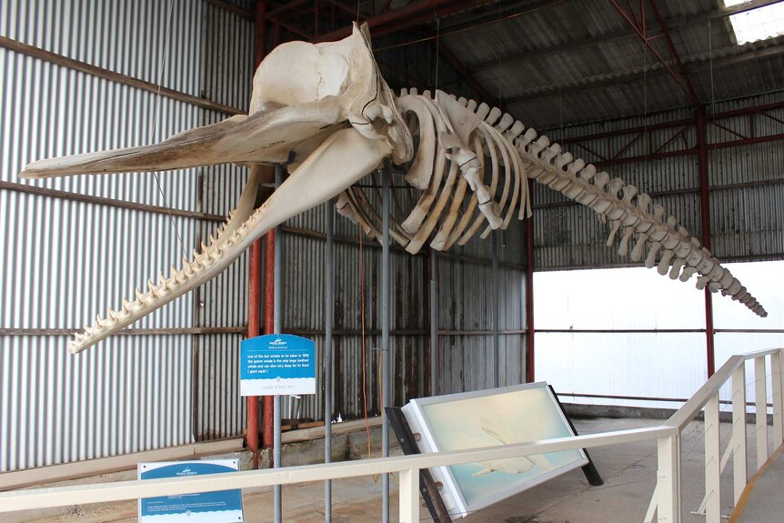 A whale skeleton suspended from the roof of a shed