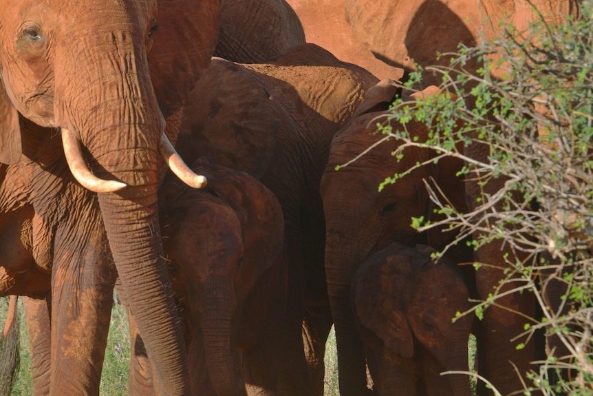 Elephants are pictured at the Tsavo east national park