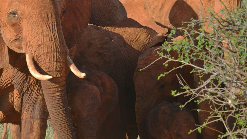 Elephants are pictured at the Tsavo east national park