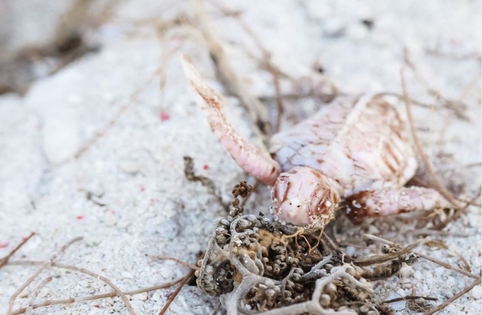 A white turtle emerges from the nest onto the coral cay of Lady Elliot Island.