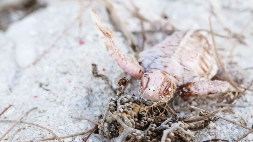 A white turtle emerges from the nest onto the coral cay of Lady Elliot Island.