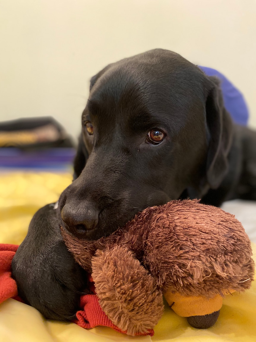 An anxious looking black Labrador chews a toy nervously.