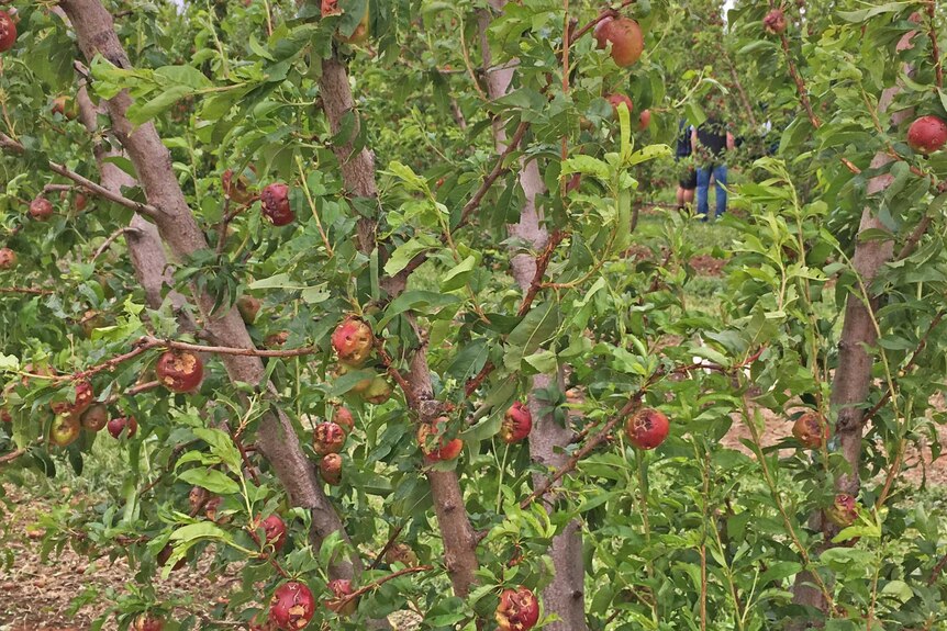 tree with hail damage to fruit in the SA riverland