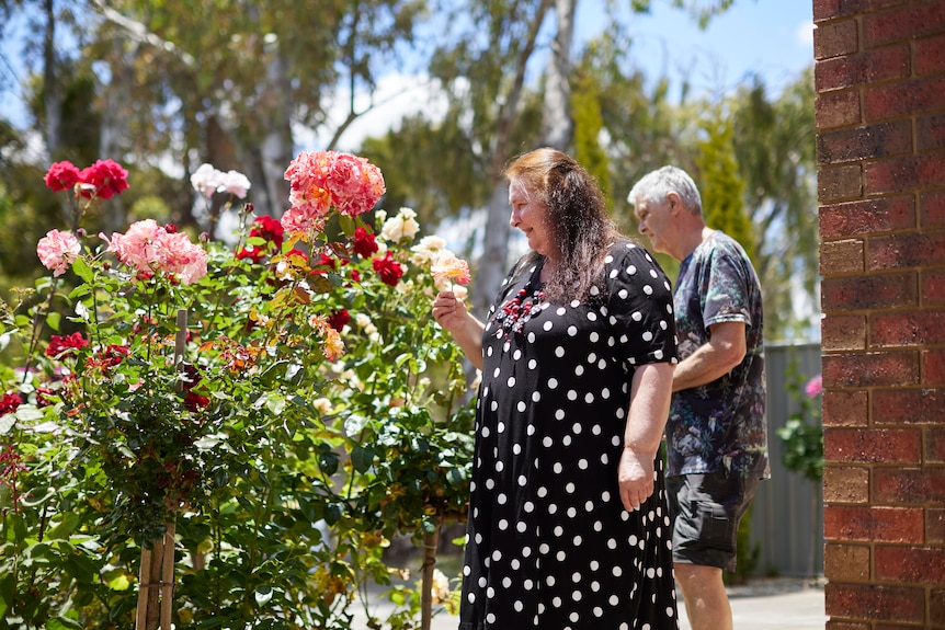 Two people in the garden, tending to roses.