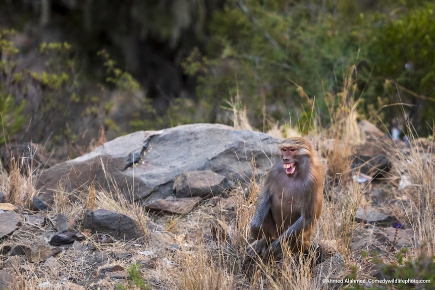 A monkey sits in nature with a large cheeky smile on its face. 