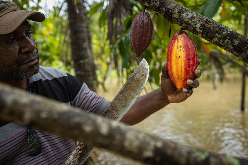 Un hombre negro con gorra se prepara para cortar una vaina de cacao de un árbol con un cuchillo.