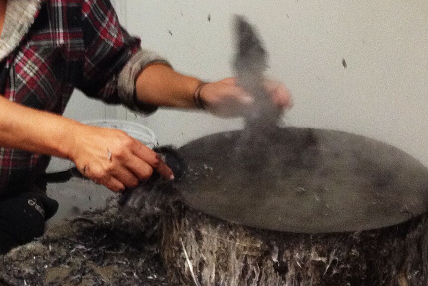 Hands holding mutton bird wings in steam and pot of boiling water