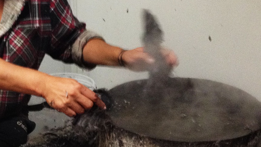 Hands holding mutton bird wings in steam and pot of boiling water