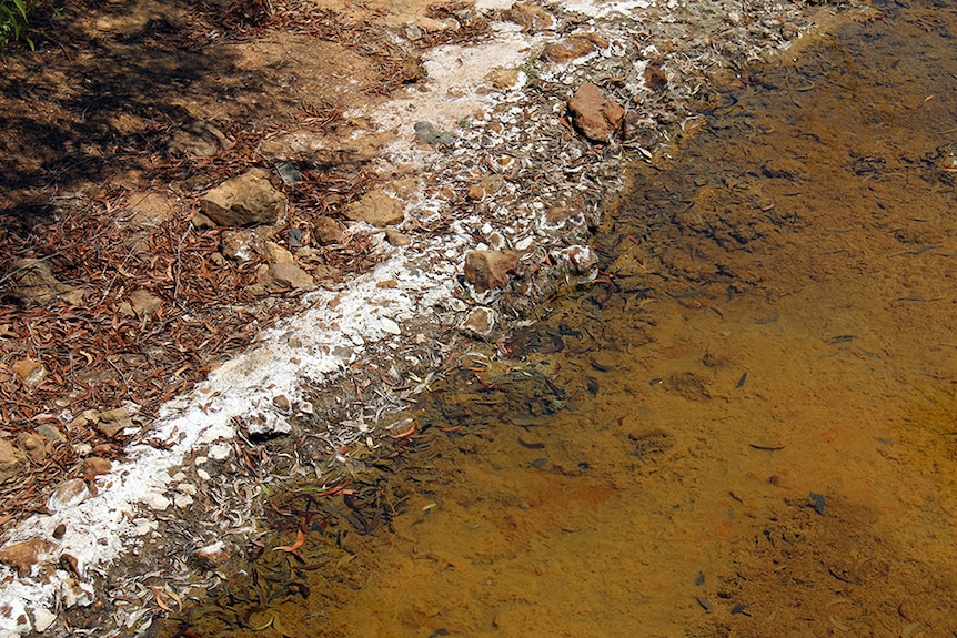 East Finniss River pollution