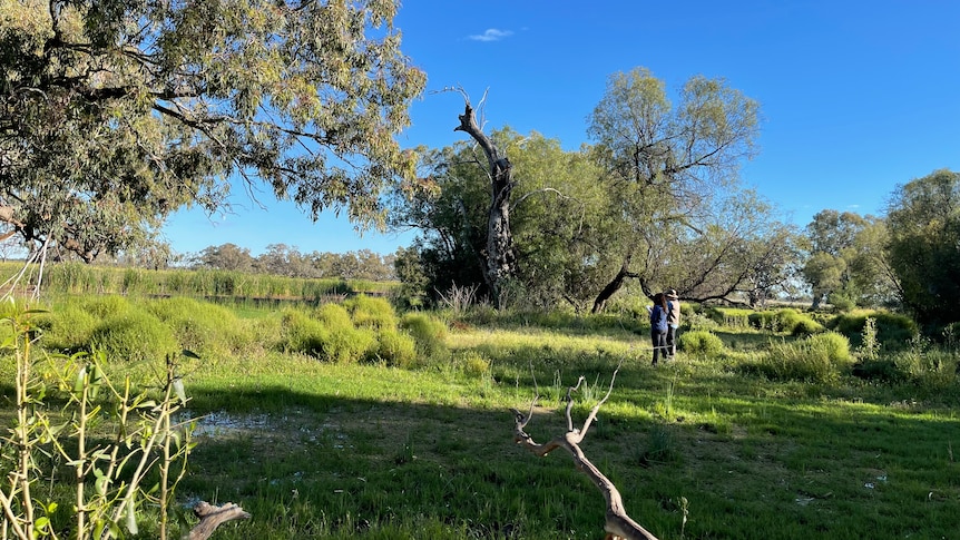 a man and a woman stand among mud and reeds, counting birds in trees