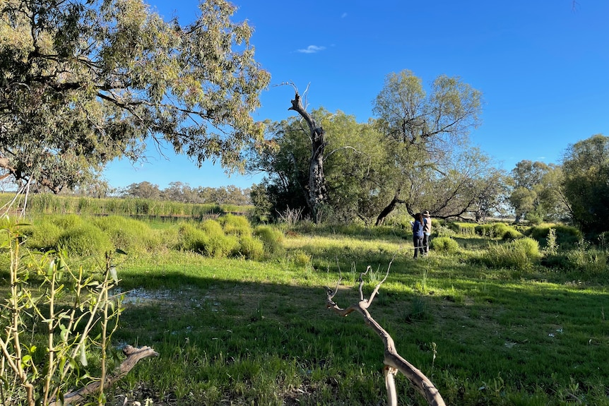 a man and a woman stand among mud and reeds, counting birds in trees