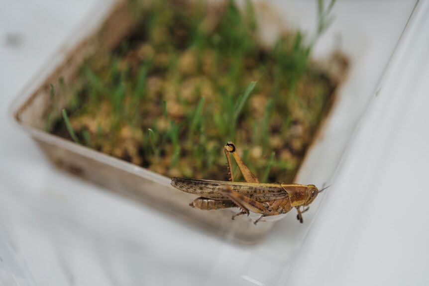 A locust sitting on a plastic tray with grass next to it.